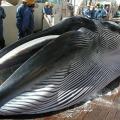 Japan’s Latest Plan of Whaling Provides no Scientific Reason for Slaughter: IWC 